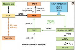 与NMN比肩的NR或对逆转衰老更有效